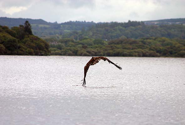 Eagles in Killarney