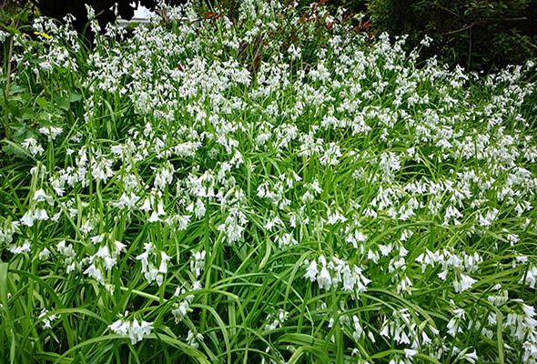 Wild Garlic Killarney