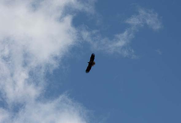 Eagles in Killarney