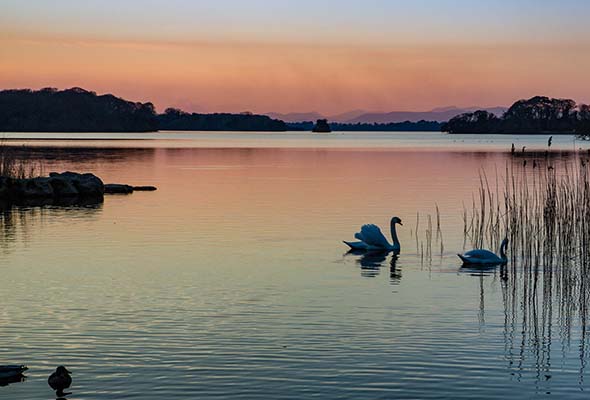 Springtime in Killarney