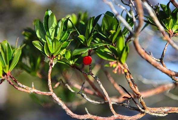 Arbutus in Killarney